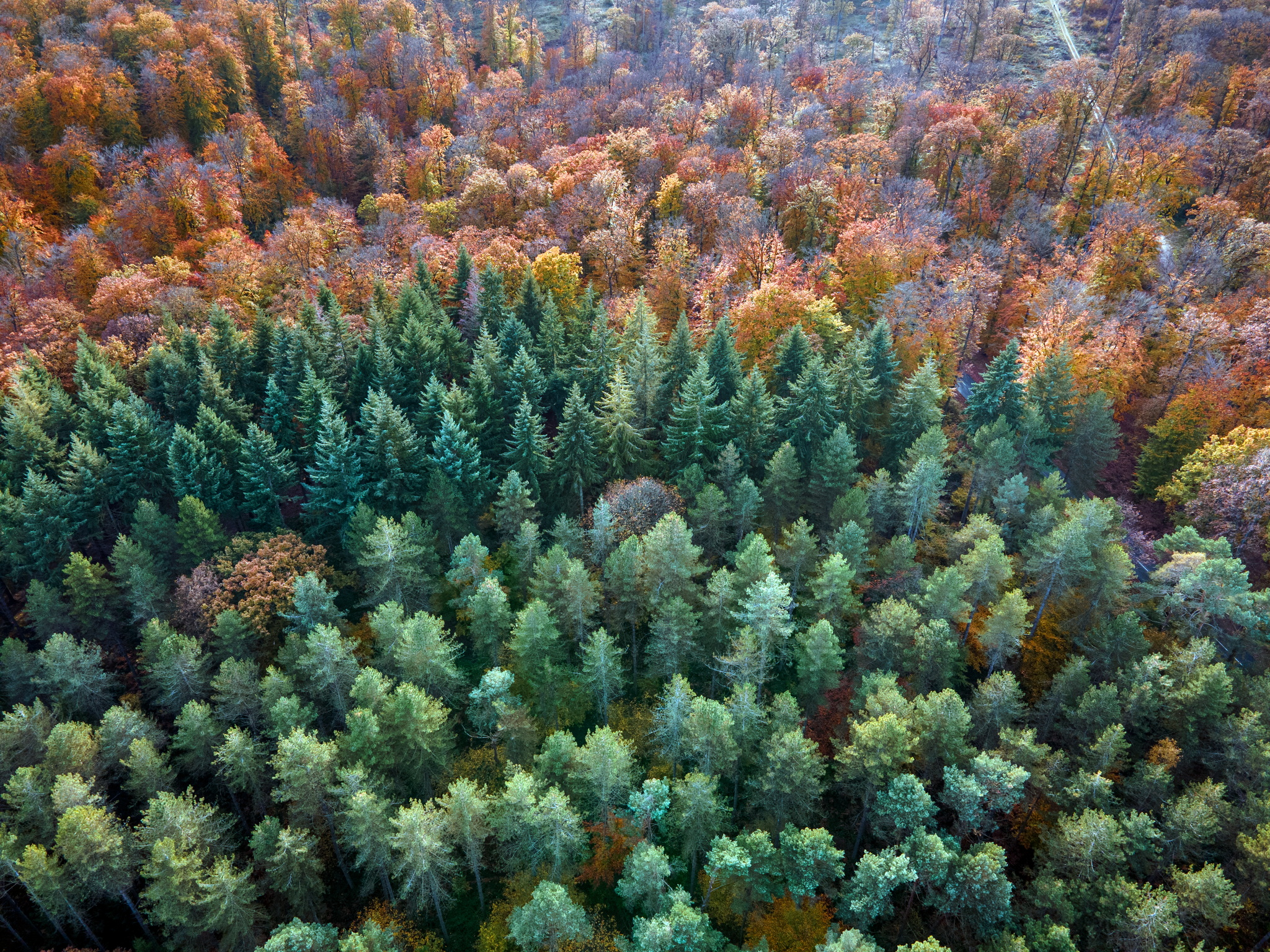 Forêt de Hez-Froidmont